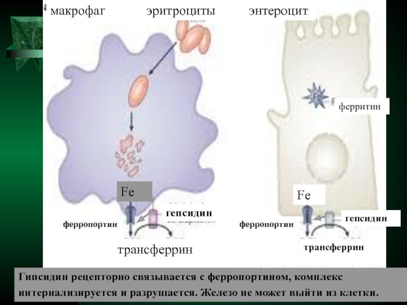 Макрофаги 4. Гепсидин ферропортин. Железо ферритин трансферрин. Гепсидин и железо. Железо в макрофагах.