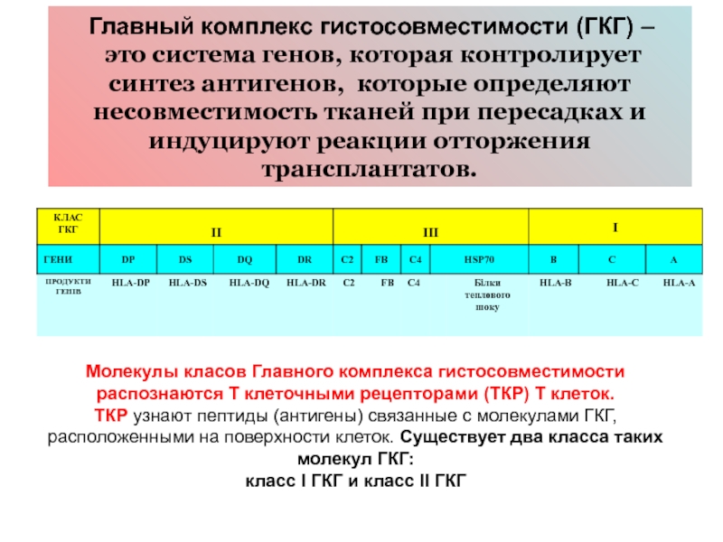 Главный комплекс. Гены главного комплекса гистосовместимости 1 класса. Антигены гистосовместимости 1 класса. Мультигенное семейство главного комплекса гистосовместимости. Антигены гистосовместимости строение.