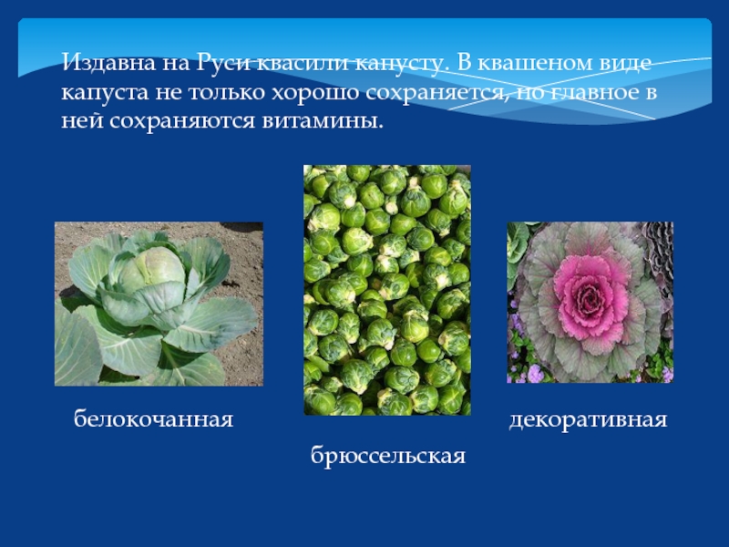 Издавна на Руси квасили капусту. В квашеном виде капуста не только хорошо сохраняется, но главное в ней