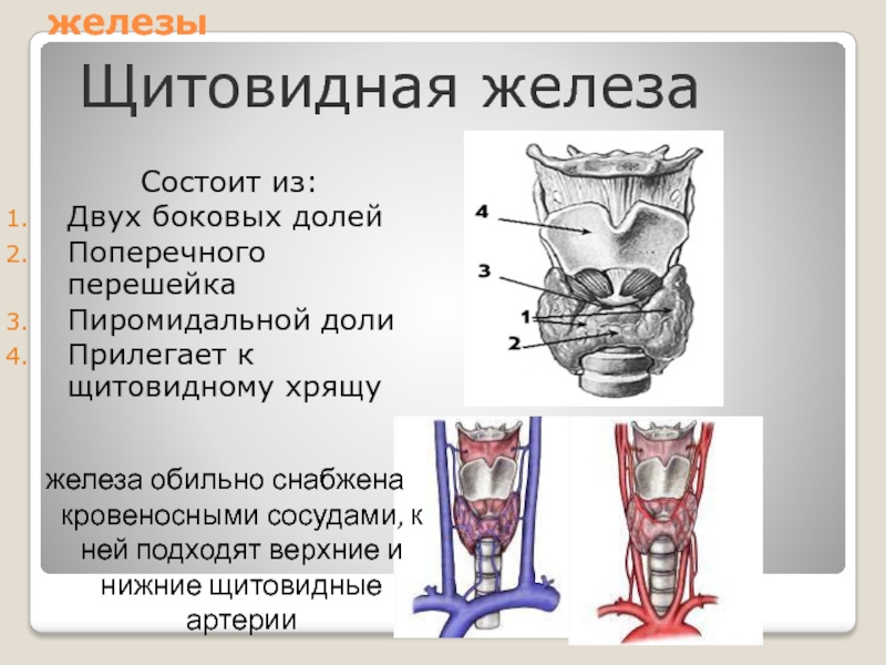 Щитовидная железа доли. Щитовидный хрящ и щитовидная железа. Доли щитовидной железы. Щитовидная железа состоит из. Доли щитовидной железы состоят из.