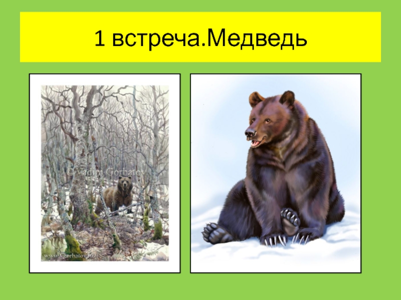 В какой природной зоне встречается медведь. При встрече с медведем. 1 Встреча картинки наша 1 встреча с медведем наша 1 встреча. Встреча с медведем в лесу что делать. Истории о людях которые встретились с медведем.