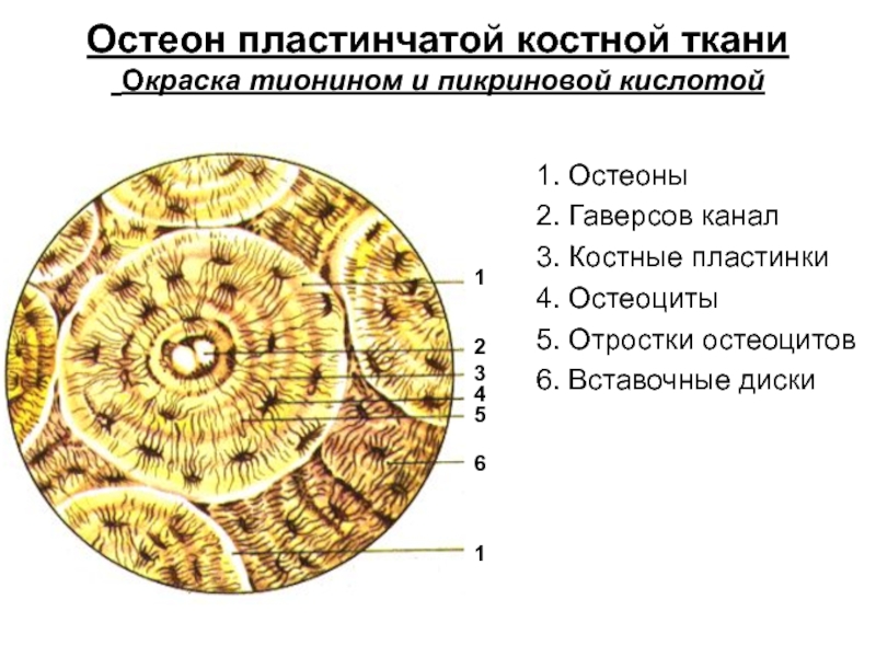 Рисунок костного канальца