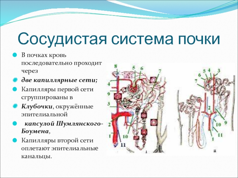 Почему в в почках кровь. Капиллярная сеть почки. Двойная капиллярная сеть в почках. Двойная сеть капилляров в почке. Сети капилляров в почках.