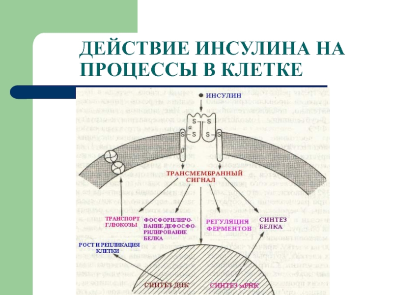 Механизм инсулина. Механизм трансмембранной передачи сигнала инсулина. Механизм действия инсулина биохимия схема. Механизм действия гормона инсулина. Схема действия инсулина на жировую клетку.