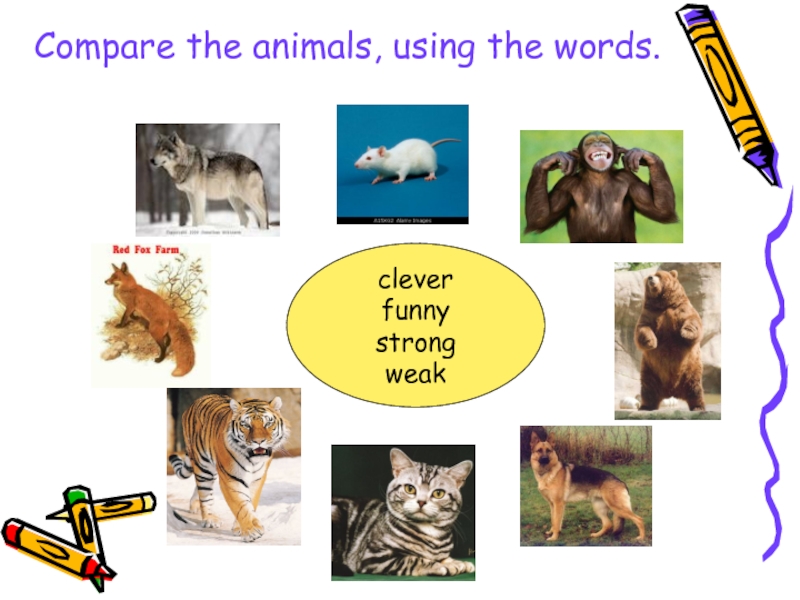 Проект о животном 3 класс английский язык