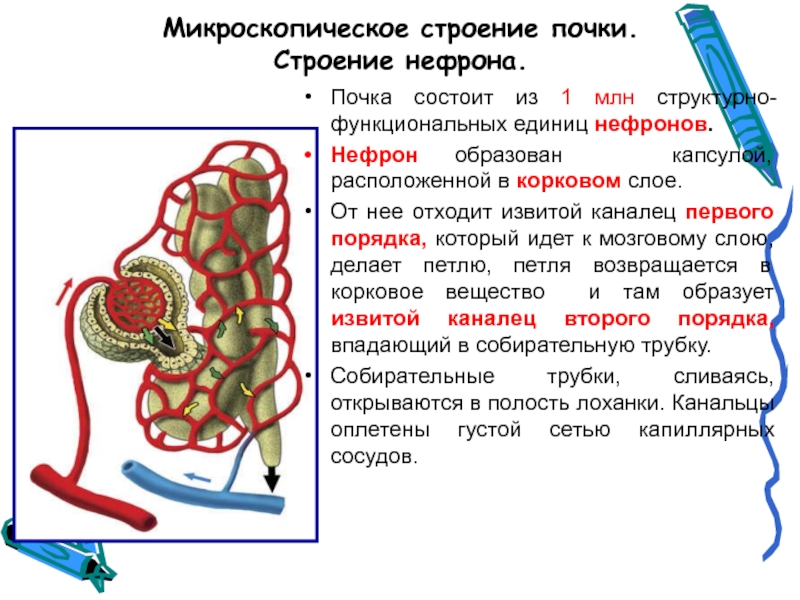 Микроскопическое строение. Канальцы нефрона микроскопическое строение. Микроскопическое канальцев нефрона. Извитой каналец 1 порядка. Микроскопическое строение почки.