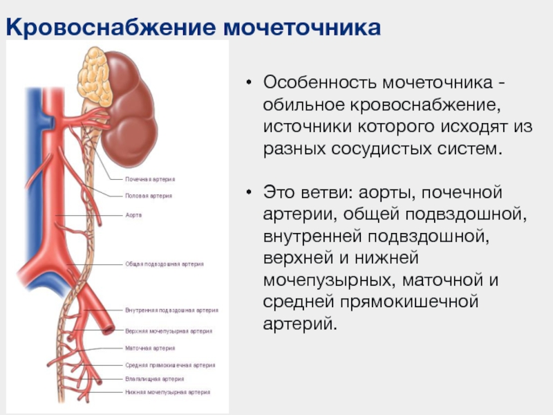 Почечные артерии и вены. Строение и топография мочеточников и мочевого пузыря. Анатомические сужения мочеточника. Мочеточник почечная Вена почечная артерия. Оболочки мочеточника анатомия.