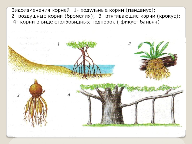 Изменять какой корень. Ходульные корни метаморфозы. Ходульные корни пандануса.