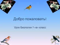 Экологические группы птиц. Птицы Новосибирской области