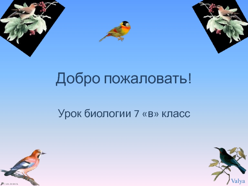 Экологические группы птиц. Птицы Новосибирской области