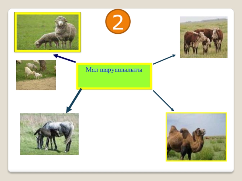 Мал 2. Мал. Мал мал. Малдар утлай понятие. Мал издеген карта.