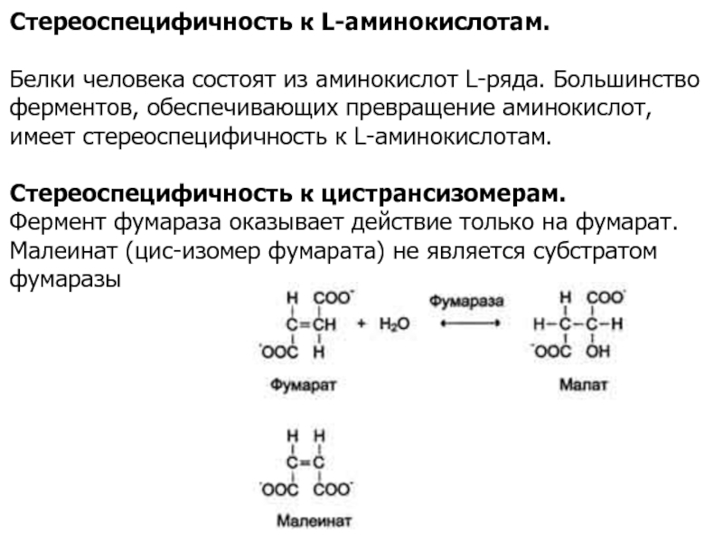 Аминокислоты это ферменты. Стереоспецифичность ферментов фумараза. Пример стереоспецифичности фермента. Стереоспецифичность к l-аминокислотам. Относительная специфичность ферментов.