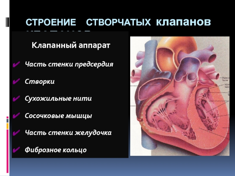 Рисунок клапанный аппарат сердца