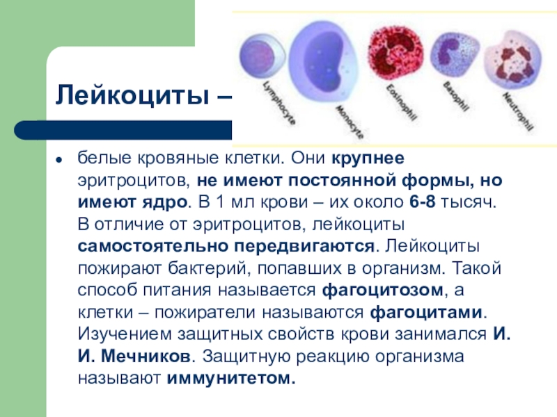 Лейкоциты качественно что это значит. Лейкоциты периферической крови. Лейкоциты в 1 мл крови. Лейкоциты белые тельца. Белые клетки крови строение.