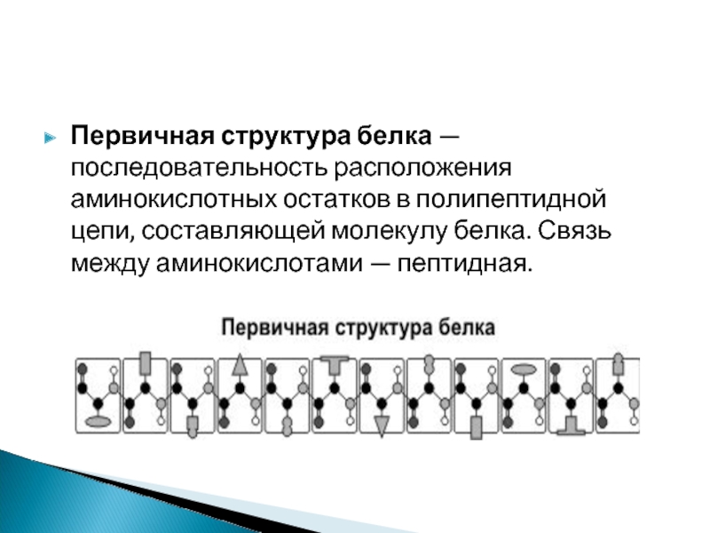 Первичная структура белка — последовательность расположения аминокислотных остатков в полипептидной цепи, составляющей молекулу белка. Связь между аминокислотами