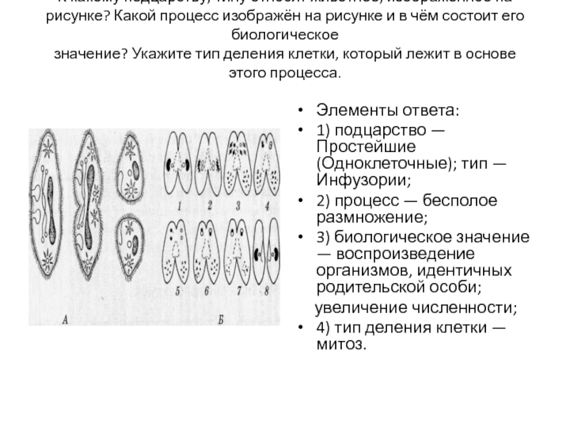 Назовите процесс изображенный на рисунке биология