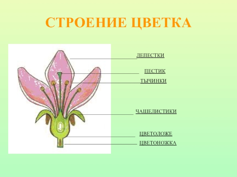 Органы цветка схема