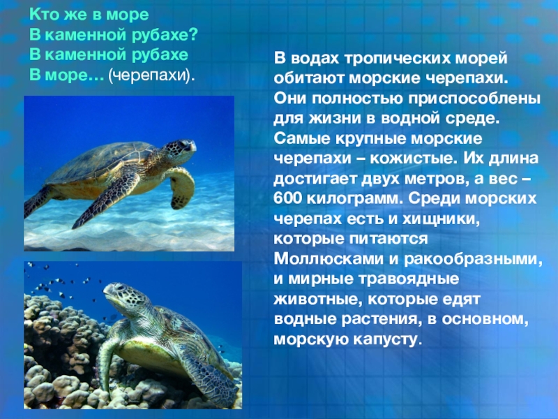 Черепаха приспособленность. Приспособления морской черепахи. Среда обитания морских черепах. Черепаха приспособление к среде. Морская черепаха среда обитания.