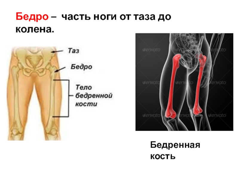 Где находится вертельная кость бедра фото