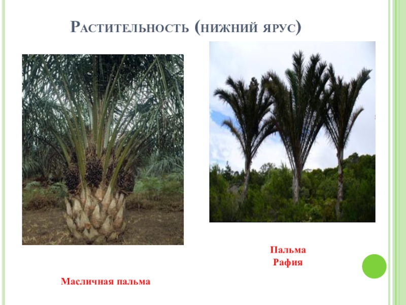 В какой природной зоне растет пальма. Масличная Пальма природная зона. Масленичная Пальма природная зона Африки. Масленичная Пальма природная зона. Растительность Африки Пальма.