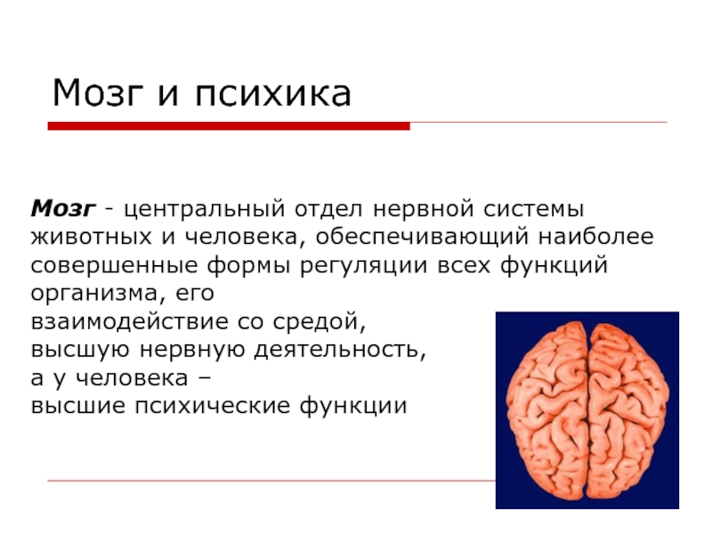 Доклад: Психика и мозг 3