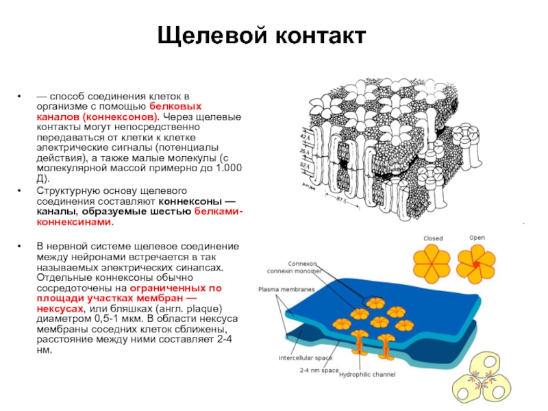 Сложные соединения клеток. Щелевые соединения нексусы. Нексус щелевой контакт. Щелевые соединения нексусы гистология. Щелевые контакты между клетками.