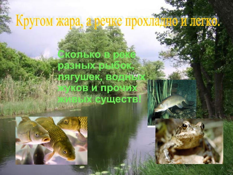 Сколько в реке разных рыбок, лягушек, водных жуков и прочих живых существ!Кругом жара, а речке