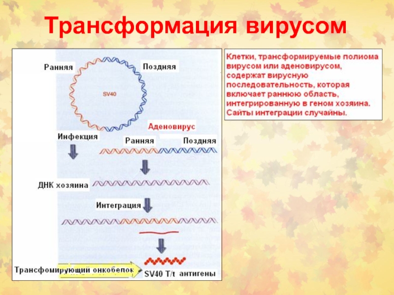 Превращение клетки. Трансформация клеток. Трансформация вирусов. Вирусная трансформация клеток. Структура вирусов трансформация.