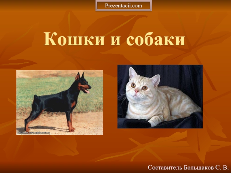 Презентация Кошки и собаки