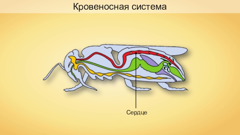 Кровеносная система насекомых рисунок