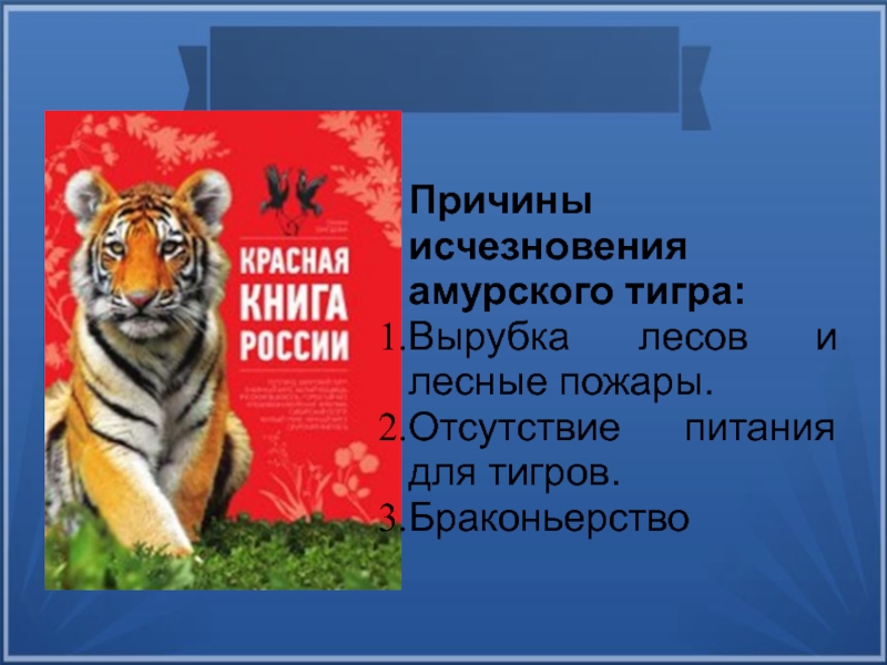 Проект красная книга амурский тигр красная книга