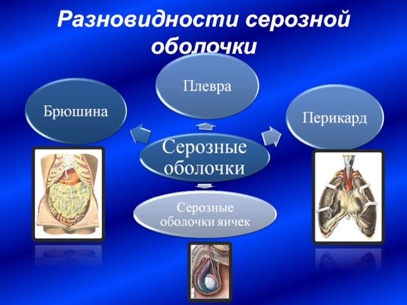 Серозная оболочка. Серозная оболочка особенности строения. Серозные оболочки анатомия.