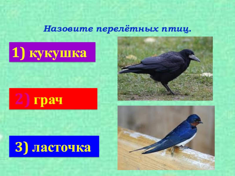 Грачи перелетные или нет. Грач Перелетная птица. Грач и Ласточка. Перелетные птицы Ласточка Кукушка Грач. Ласточка Перелетная птица или нет.