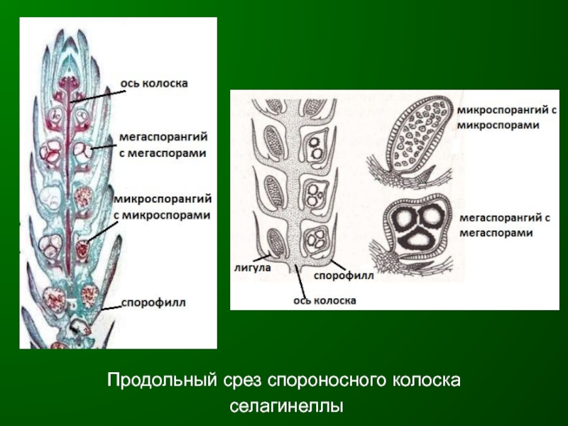 Спороносный колосок рисунок