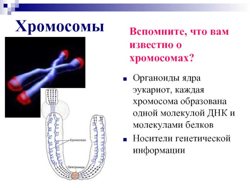 ХромосомыОрганоиды ядра эукариот, каждая хромосома образована одной молекулой ДНК и молекулами белковНосители генетической информацииВспомните, что вам известно