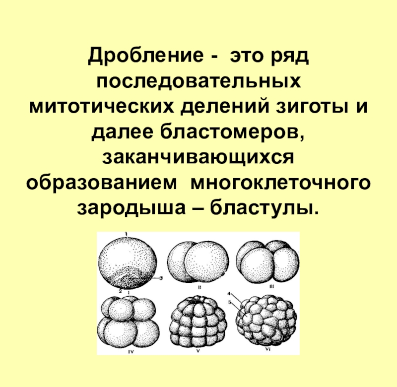 Стадии дробления рисунок