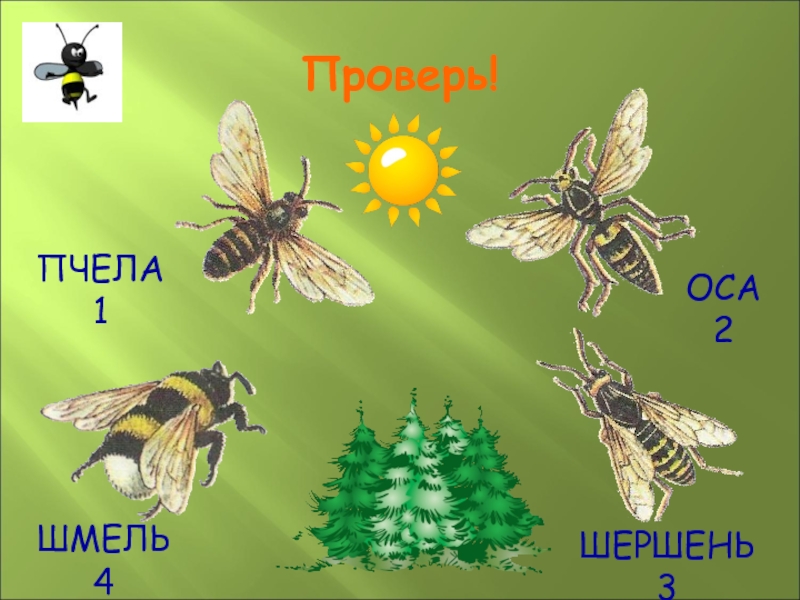 Шмель информация 2 класс окружающий. Лесные опасности Оса. Лесные опасности осы и пчелы. Оса окружающий мир. Пчела и Оса.