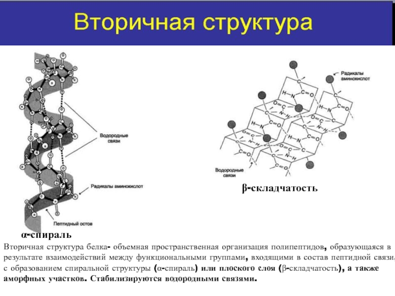 Вторичная структура белка форма. Вторичная структура белка химия. Бета спираль вторичной структуры белка. Альфа спираль вторичной структуры белка. Вторичная структура белка Альфа.
