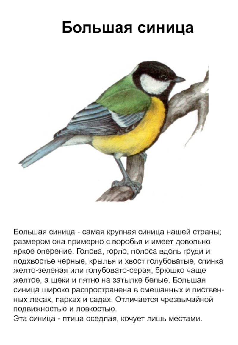 Лесные Птицы Нижегородской Области Фото
