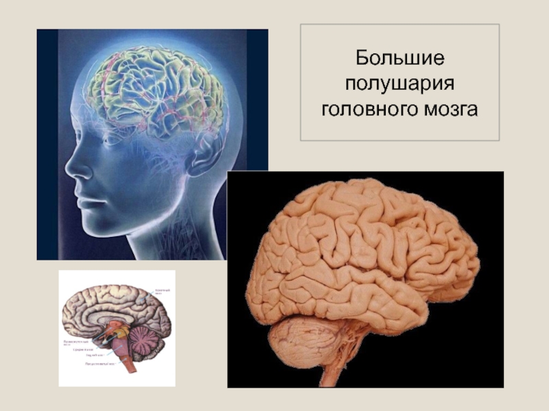 Презентация Большие полушария головного мозга