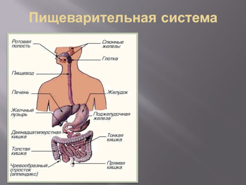 Органы пищеварения человека 3 класс. Пищеварительная система человека 3 класс. Пищеварительная система человека схема 3 класс окружающий мир. Система пищеварения человека 3 класс окружающий мир схема. Строение пищеварительной системы человека 3 класс окружающий мир.