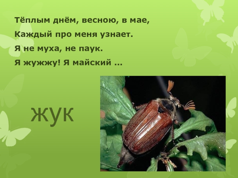 К какому классу относится Майский Жук. Загадка про жука. Загадка про майского жука. Загадка про жука 1 класс.