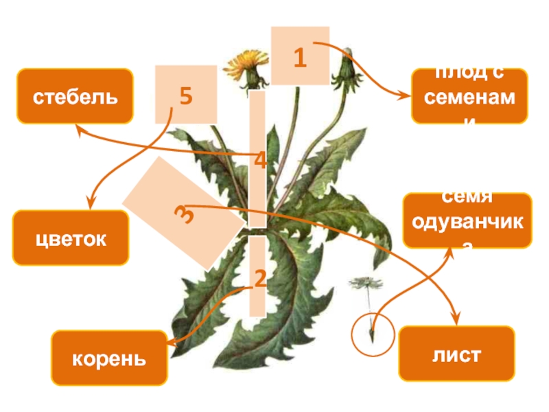 Из чего состоит одуванчик схема