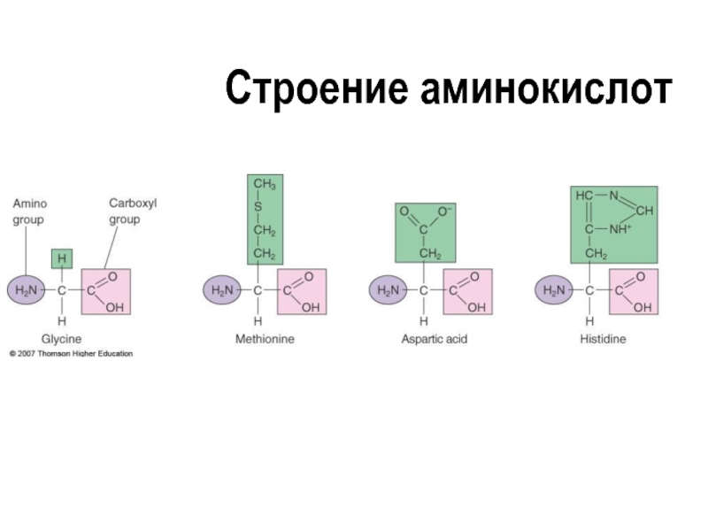 Структура аминокислот. Строение аминокислоты схема. Дипольная структура аминокислот. Дипольная форма аминокислот. Строение Амино скилы.