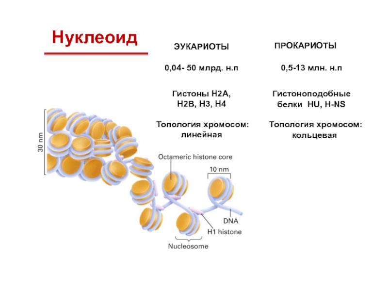 Кольцевая хромосома 2