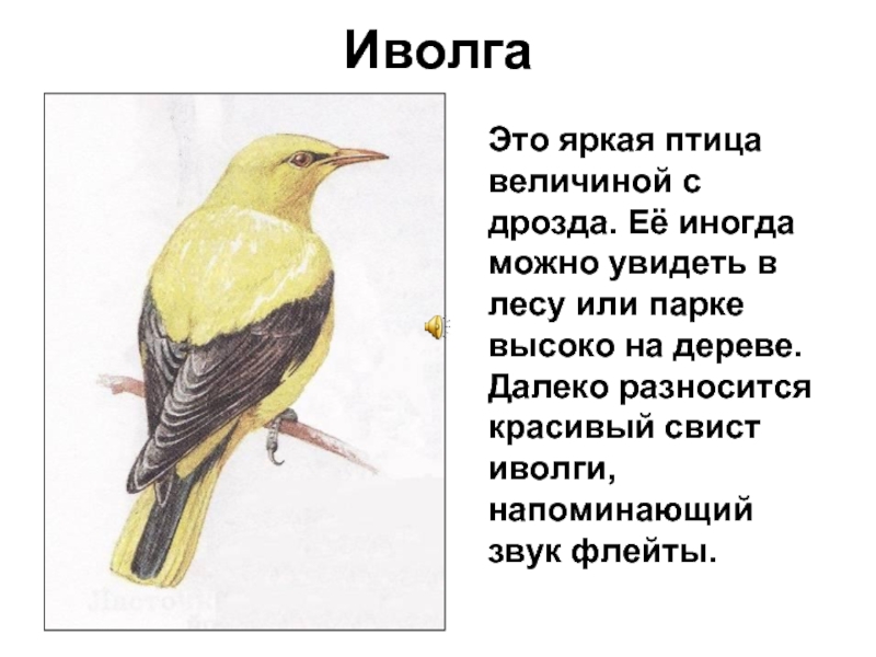 Иволга  Это яркая птица величиной с дрозда. Её иногда можно увидеть в лесу или парке высоко
