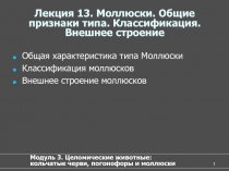 Моллюски