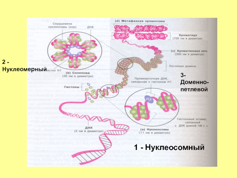 1. Нуклеосомный. Петлевые домены ДНК. Нуклеосомный уровень спирализации хромосом обеспечивается. Петлевой домен.