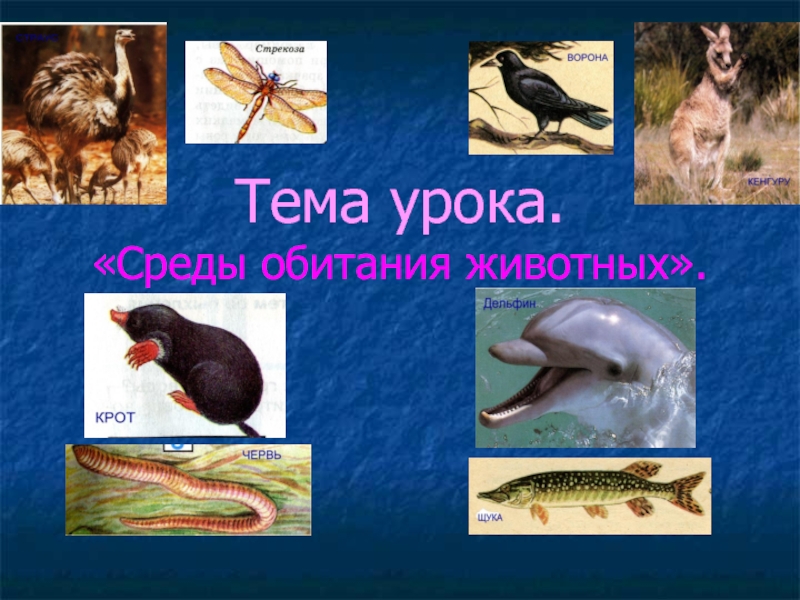 Презентация Среды обитания животных
