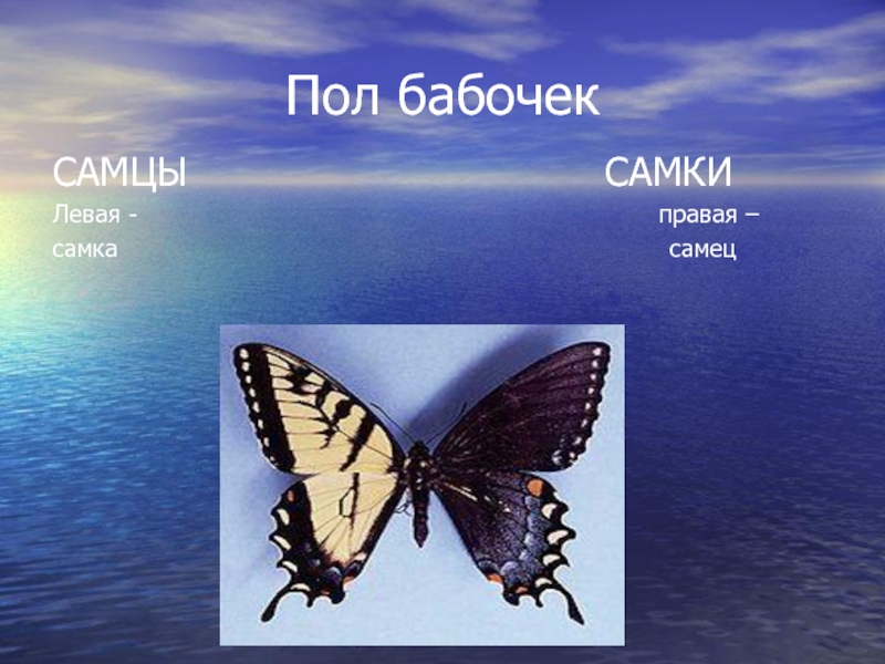 Пол у самок бабочки. Пол бабочки. У бабочек есть пол. Как отличить пол бабочки. Определение пола у бабочек.